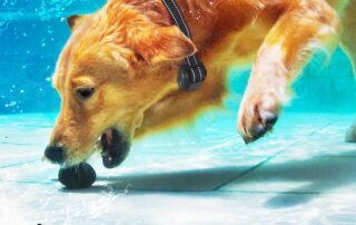 Dog Shock Collar Rubber Tips Training Rubber Tips Column Silicone Sleeves for Dog Bark Collar