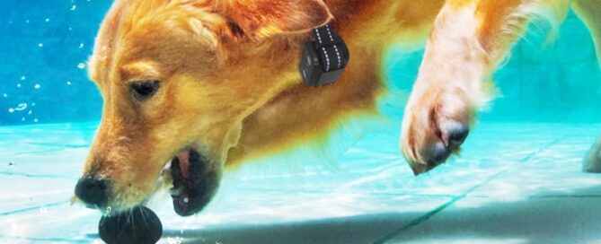 Dog Shock Collar Rubber Tips Training Rubber Tips Column Silicone Sleeves for Dog Bark Collar