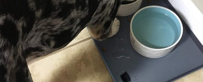Rubber Matts Waterproof Pet Feeding Mats with High Lips in Multiple Sizes and Colors for Dogs