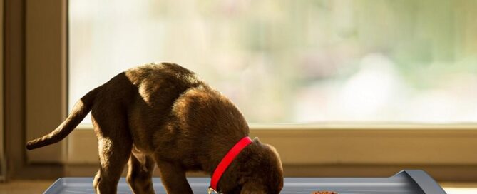 Silicone Pet Feeding Mats Anti-Slip Waterproof High Raised Edge to Spills Protects Floors