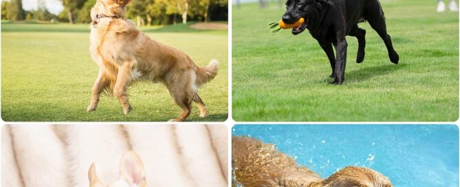 Dog Toys for Aggressive Chewers Silicone Squeaky Dog Toys Rubber Dog Chew Toys