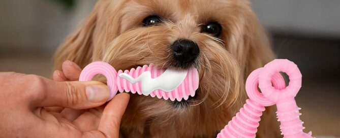 Shredded Rubber Puppy Chew Toys for Teething Cute Pink Small Dog Toys Puppy Teething Toys